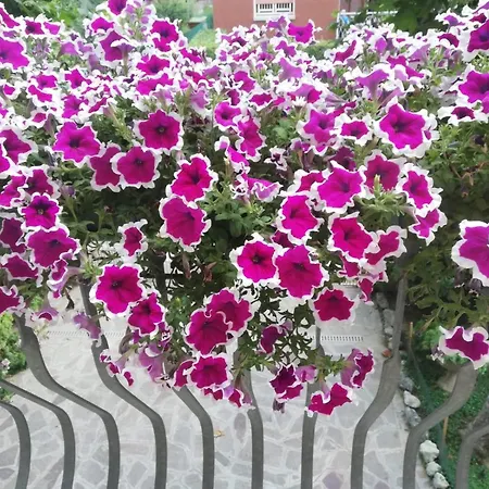 Braschi 8 * Zola Predosa