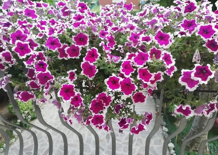 Braschi 8 * צולה פרדוסה